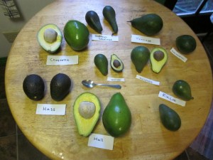 Avocado Varieties from Food Republic.com