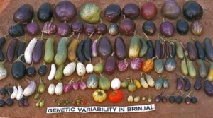brinjal courtesy of fieldquestions.com