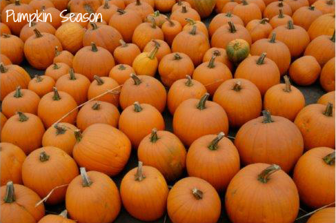 pumpkin saeson