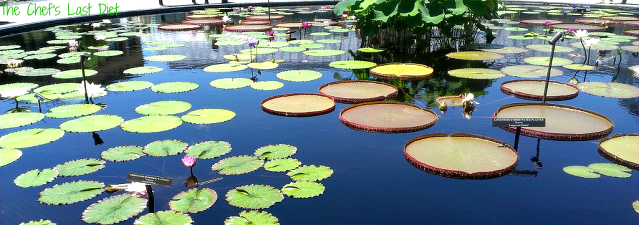 Water Lilliies